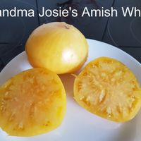 Grandma Josie's Amish White